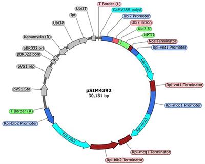 T-DNA characterization of genetically modified 3-R-gene late blight-resistant potato events with a novel procedure utilizing the Samplix Xdrop® enrichment technology